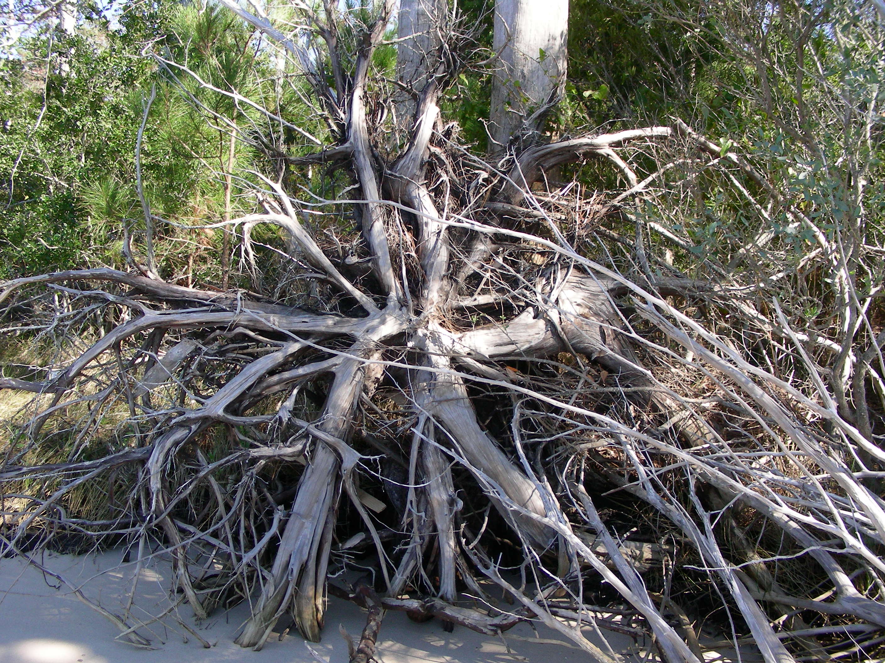 ./2006/Cedar Point/DSCN0338.JPG